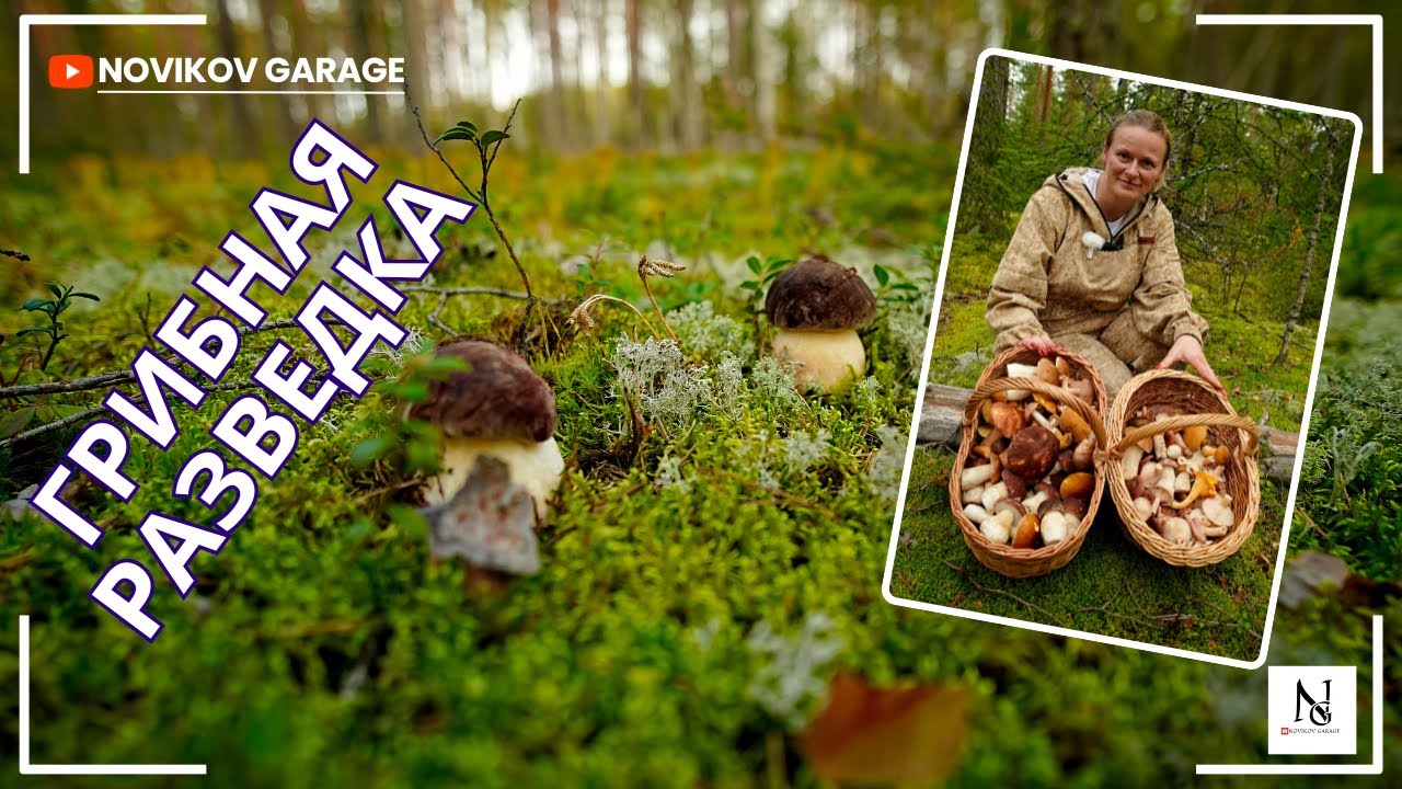 Грибная разведка 05 сентября 2025. Выборгский район.