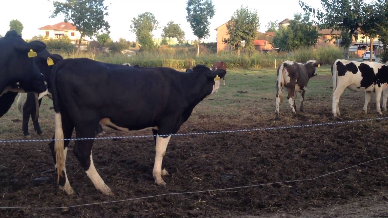 muggito mucca da muggito mucca da