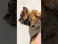 【あざとい】可愛ければ許されると思ってる犬... #子犬