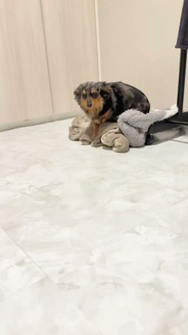 【あざとい】可愛ければ許されると思ってる犬... #子犬