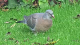 Peter the Pigeon 3 foraging for food in the garden.