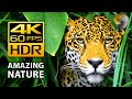 Amazing colors of nature in 4kr 60fps  tropical animals and relaxing music