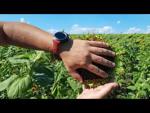 Соняшник КОЗАК Сумо