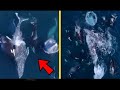 30 ORCAS Devastarán A 2 BALLENAS Grises. 15 Momentos Inusuales De Animales. 🐳🦈