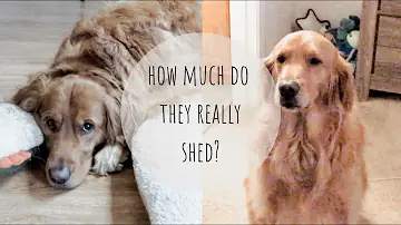 Do golden poodle shed?