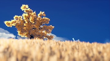 wheat field V2