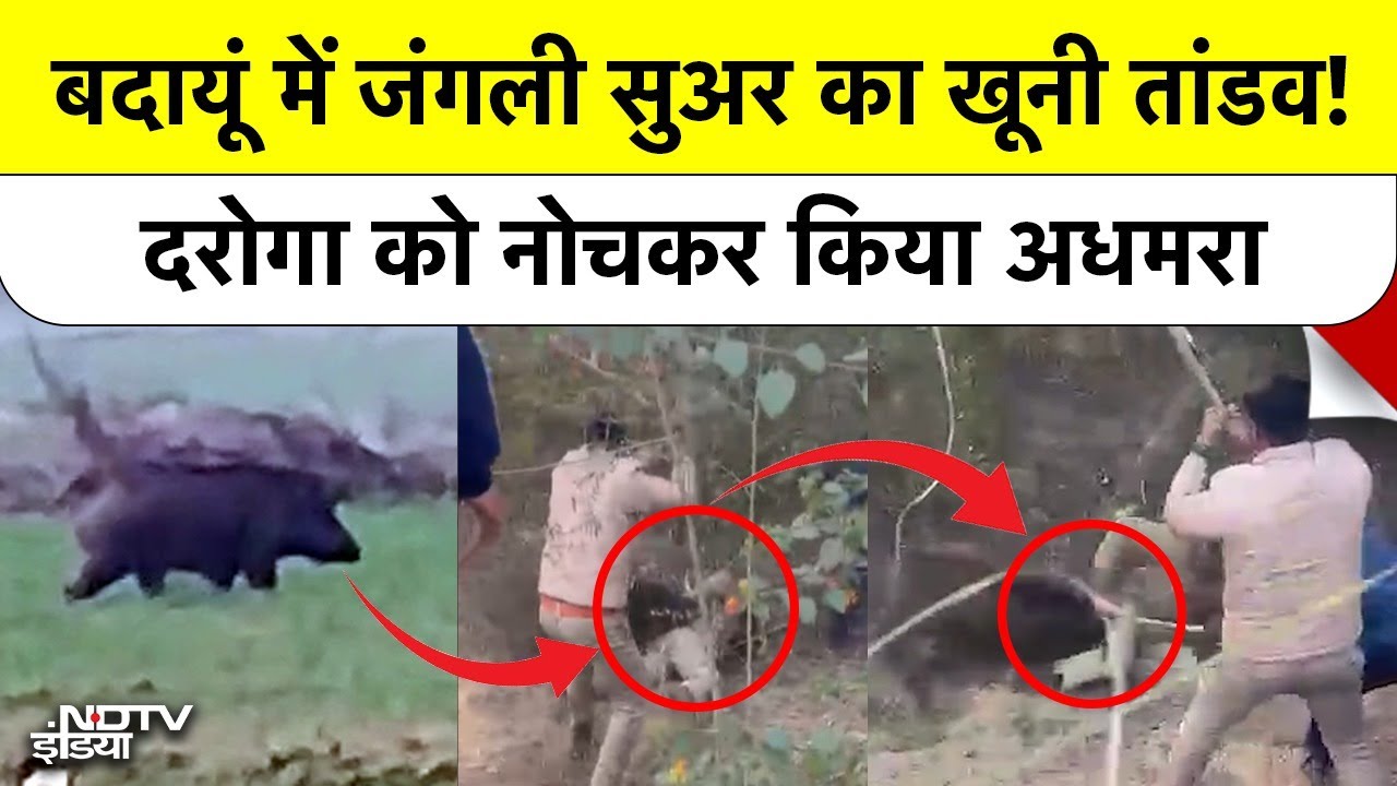 Badaun में अंधे Wild Boar का आतंक, वन दरोगा को बुरी तरह नोचा, हालत गंभीर