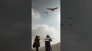 The Landfill Where Birders Go for Rare Crows