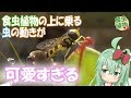 虫が可愛く見えてくる..【食虫植物TV】