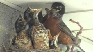 The Beauty Of Nature A Robin Feeds Her Babies In A Nest On Our Back Light