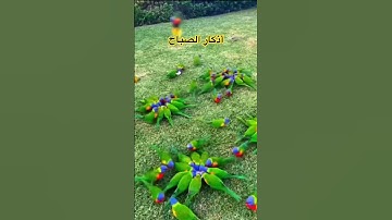 #اذكار_الصباح #دعاء_مستجاب #اللهم_صل_وسلم_على_نبينا_محمد #الرحمن #اكسبلور #shortvideos #reels #duet