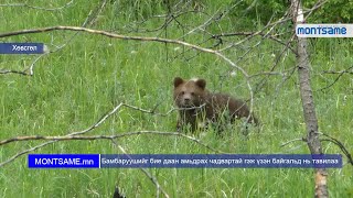 Бамбаруушийг бие даан амьдрах чадвартай гэж үзэн байгальд нь тавилаа