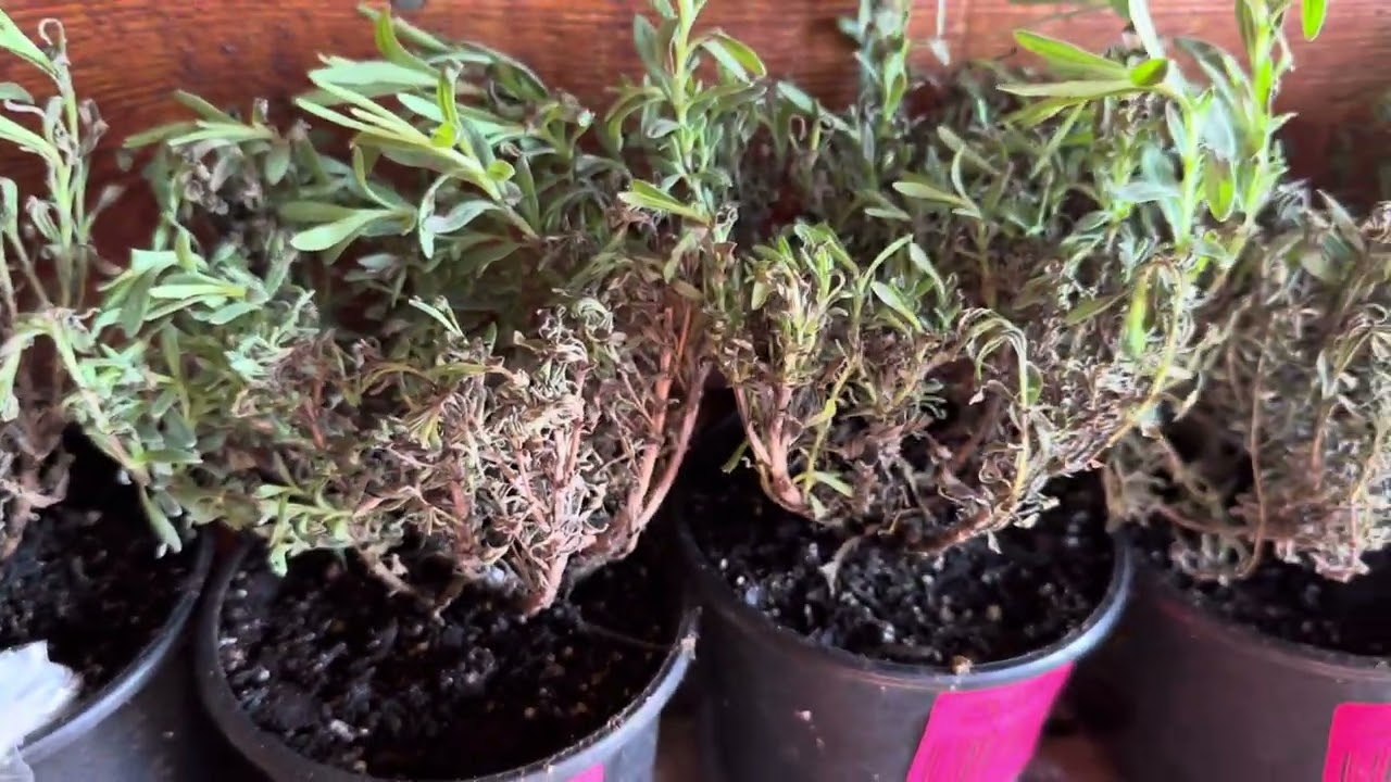 Great Garden Plants Order Arrived In Terrible Shape