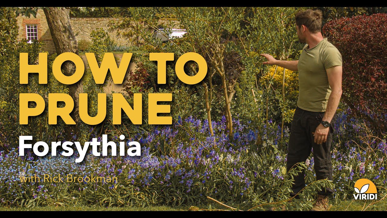 How prune Forsythia - YouTube
