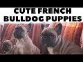 Cute french bulldog puppies  funny puppies dogcasttv