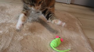 お気に入りのおもちゃに興奮する子猫が可愛すぎる by おまきねこ 1,322 views 1 month ago 2 minutes, 28 seconds