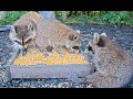 Raccoon Mom - Two Kits - Too Cute at BWHQ