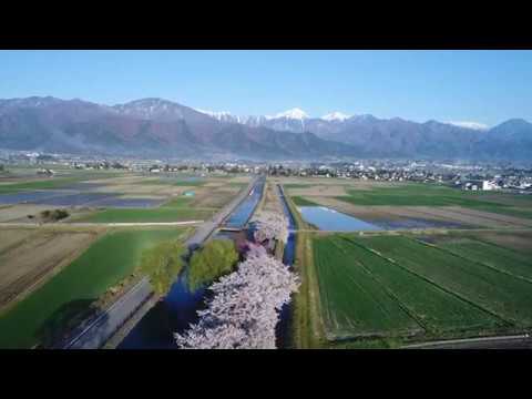 安曇野の桜2017年春（ドローン空撮）4K画質