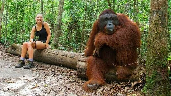 Try Not to Laugh! Hilarious and Funniest Animal Videos of the Year 😂