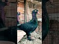 Black 🖤 pigeons#youtubeshorts #pigeon #kabutar