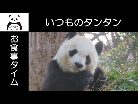 いつものタンタンさん