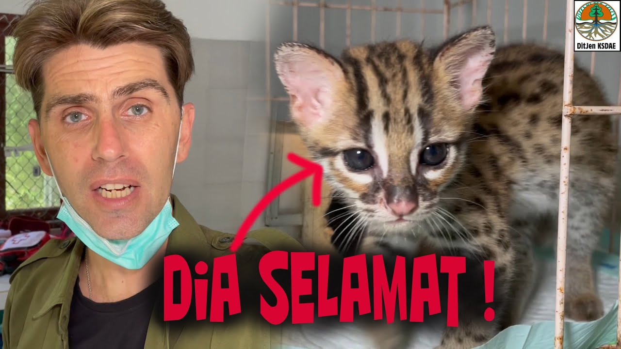 Sibuknya.... SATWA terus kedatangan !