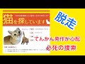 脱走から10日ぶりノミだらけの猫・古民家暮らしと猫