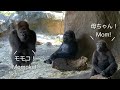 Gorilla Mom Need Me Time お母さんゴリラは1人の時間がほしい