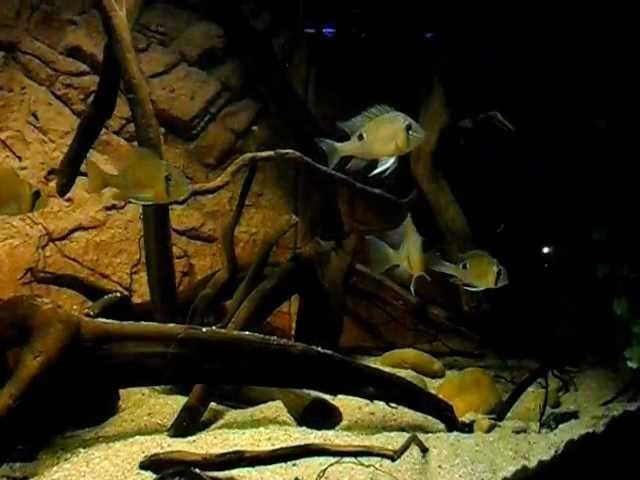 Watch Amazon fishtank with biotodoma cupido rio nanay on YouTube.