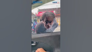 TAK DIBERI UANG Pengamen Pukul Mobil. Satpol PP Tulungagung Buru Pengamen