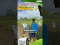 Akar Padi Sehat dan Kuat - Testimoni TSP Super Bonsai