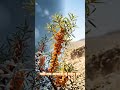 🔥 WHAT IS SEA BUCKTHORN? 🍊 HIMALAYA'S SUPERFRUIT