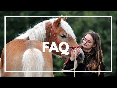 Vidéo: Différence Entre Poney Et Poulain