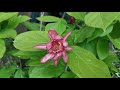 Favourite plant nurseries episode 1 part 3 madrona nursery uk specialist in rare  unusual plants