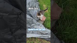 Work Cats. Sandhill Cranes and Lefty. #workcats #rescuecat #rescue #vbisd #michigan #rescuekitty