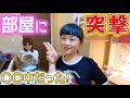 ある日のひまひま部屋での過ごし方♪パパが部屋に突撃したら〇〇中！最後にピノがやらかしたw