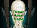 Почему болит голова #мигрень #anatomy