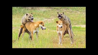 Dogs Mating - wow what beautiful mama