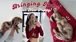 BRINGING HOME MY NEW MINI DACHSHUND PUPPY! | First 24 hours in a luxury high rise apartment