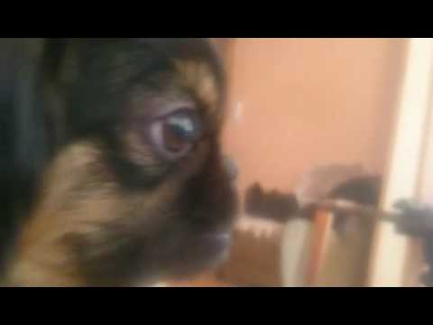 ბიბო პეკინესი bibo pekinesi