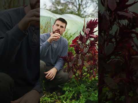 Wideo: Uprawa roślin okrywowych Wedelii: Jakie są zastosowania rośliny Wedelia w ogrodzie