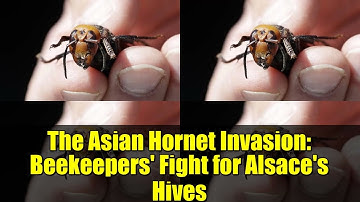 The Asian Hornet Invasion: Beekeepers