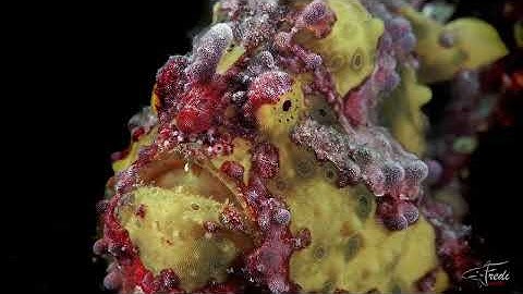 Magic of the Macroverse - Trailer