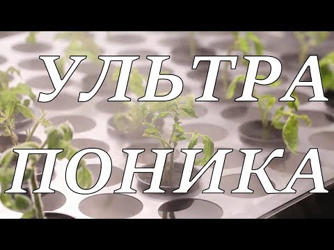 Видео: Выращивание с аэропоникой - узнайте об аэропонике в саду