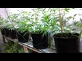 Veg transplant done and This is what she looks like when she whants to play medical marijuana plants