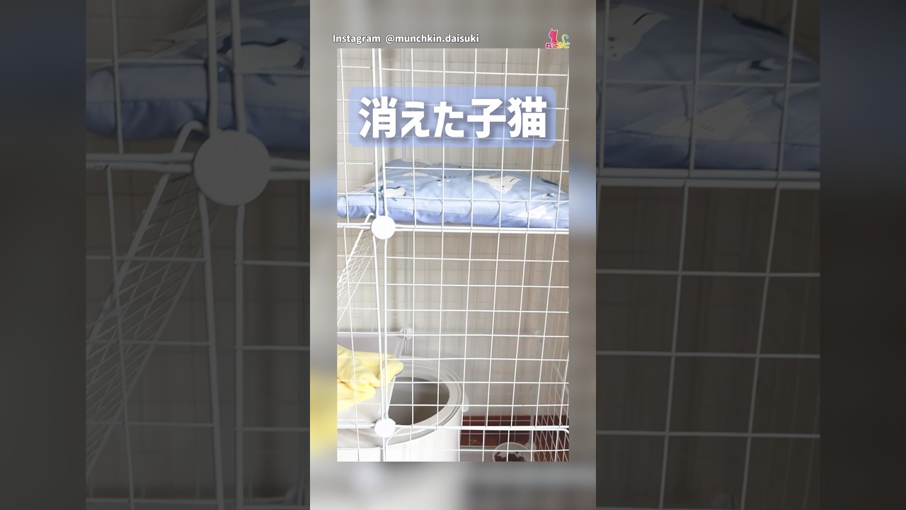 ケージのどこにもいない！子猫を見つけて！