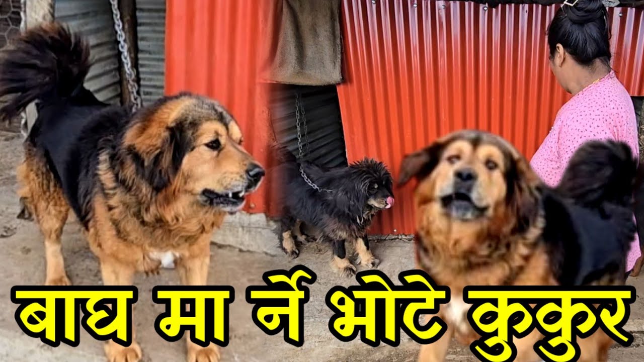 20 ओटा भोटे कुकुर पाल्ने राइनी दिदि,सेकियाको छोरा भोम्पुले झनै डरलाग्दो  dog farming nepal
