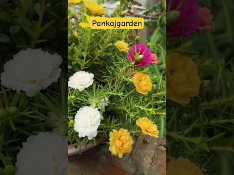 beautiful flower in