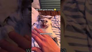 azia can hiss  #catsoftiktok #noboit #funnycatsoftiktok #azia #foryou