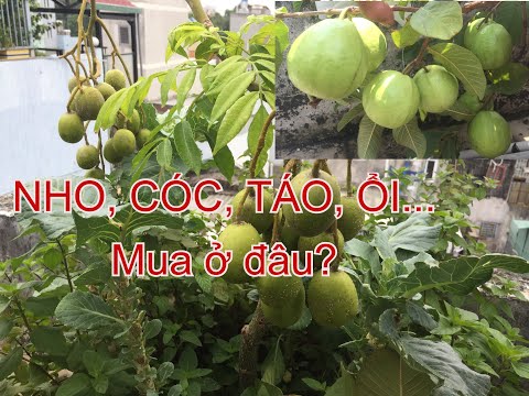 Đất Đỏ Bazan Ở Đâu - Nho, cóc, táo, ổi, ĐẤT ĐỎ BAZAN... mua ở đâu, trồng ra sao? | THÍCH TRỒNG CÂY TV